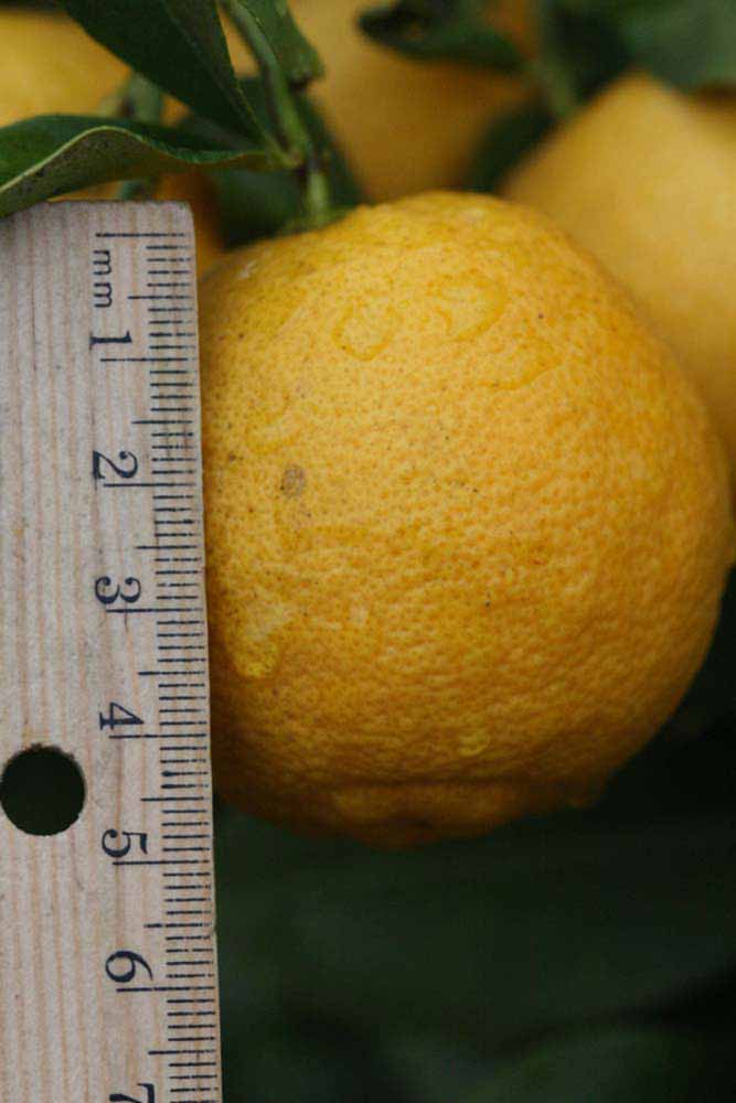            Fruit (Jullundri Khatti, Riverside, CA)   